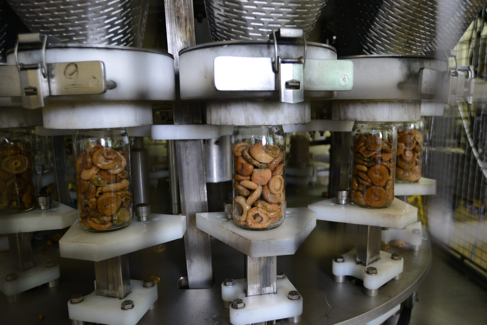 Umami Powerhouse: Mushroom Blends Evolve to Drive Functional Savory Innovation