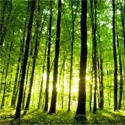 Unicell Powdered Cellulose PF