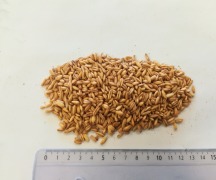 Gluten Free Organic Oat Groats Whole Heat Treated