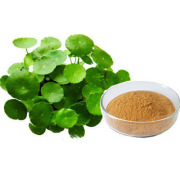 Bacopa Monnieri (Brahmi) extract