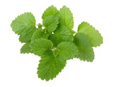 Lemon balm extract
