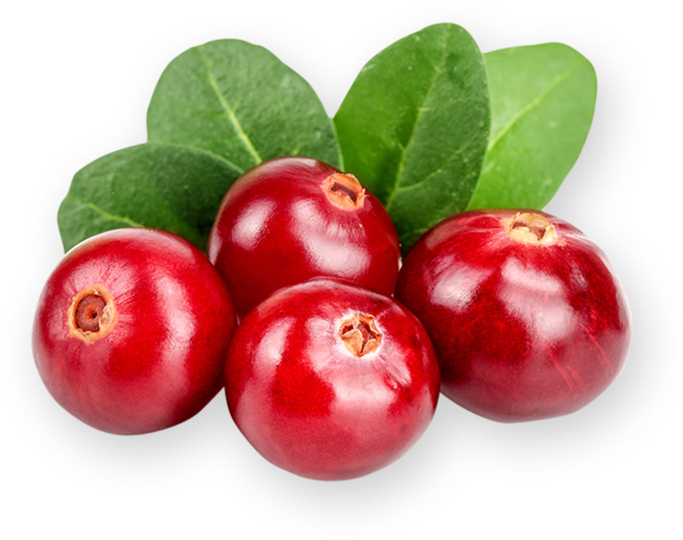 Cranberry
