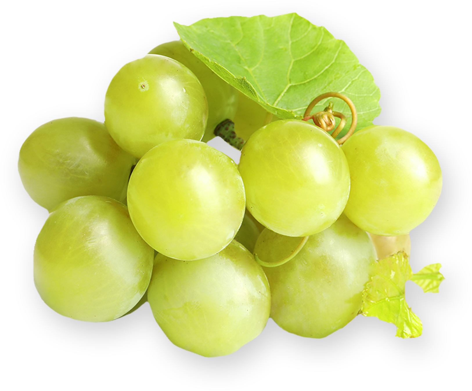 Grape Seed