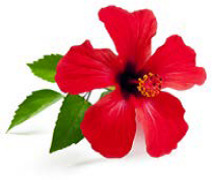 Hibiscus