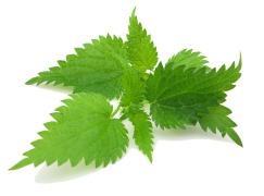 Nettle Leaf