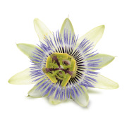 Passion Flower