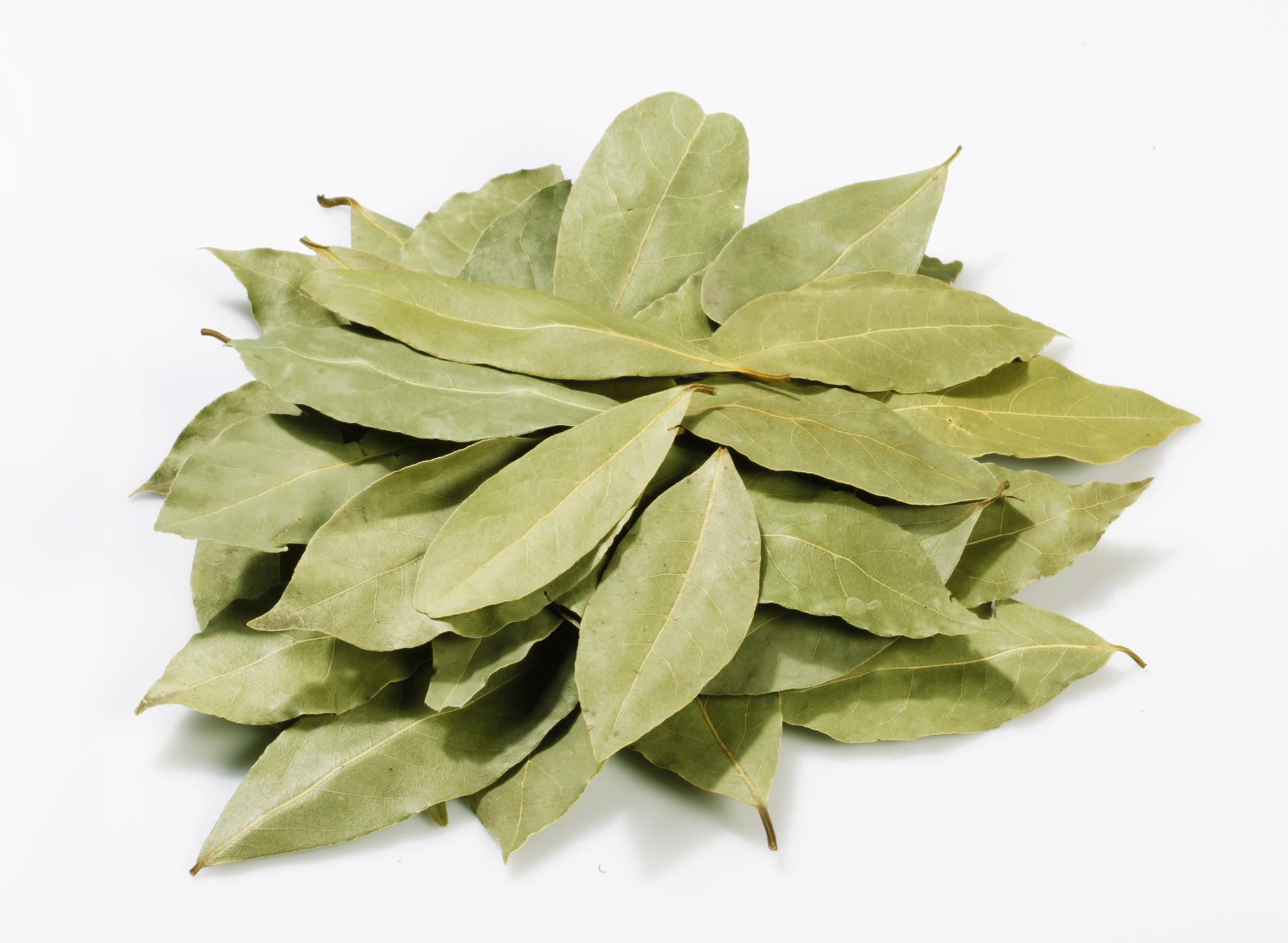 Bay (Laurel) Leaves