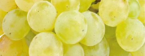 Grape Sugars