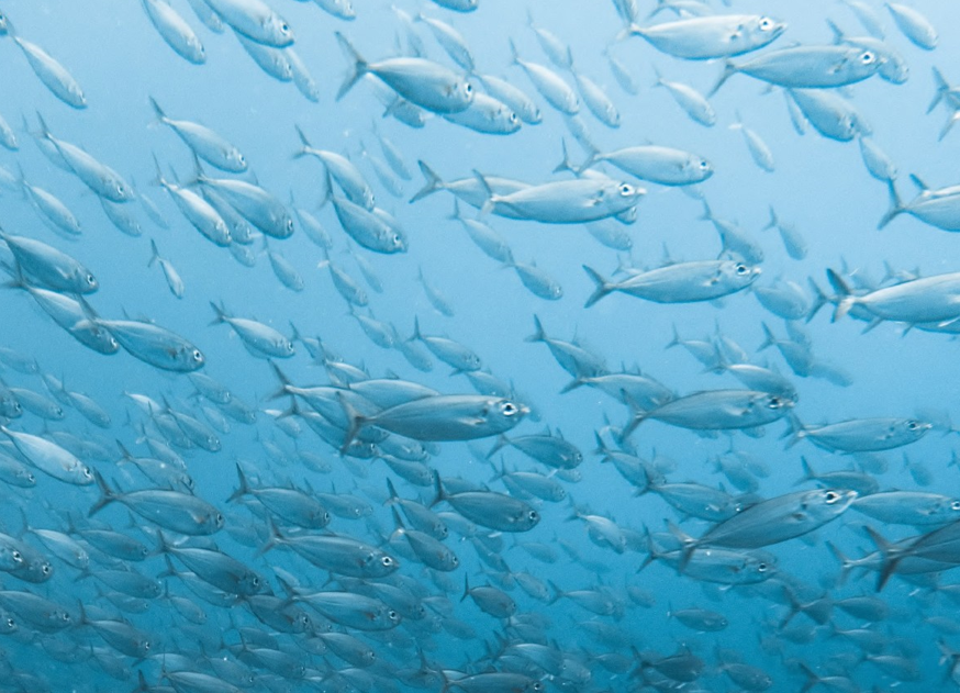 BDF NATURLAGEN® - Marine collagen