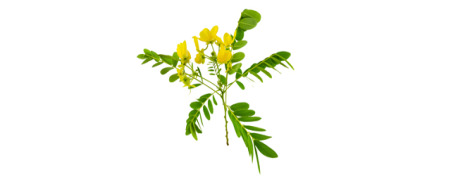 Senna Extract - WHO GMP Approved