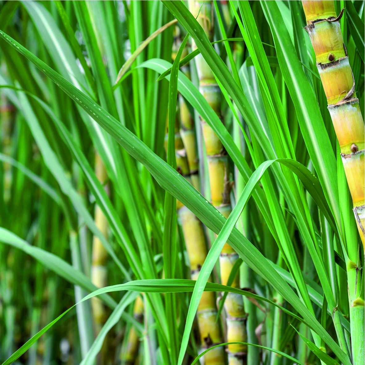 Unicell Sugar Cane Fiber SCF