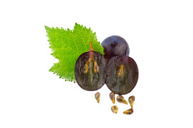 Grape Seed Extract OPCs