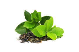Green Tea Extract
