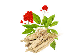 Ginseng Extract