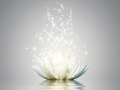 EXCEPTIONHYAL® BLOSSOM