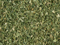 Celery Stalk and Leaves