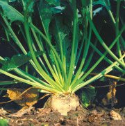 Functional Carbohydrates