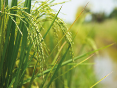 Specialty Rice Ingredients