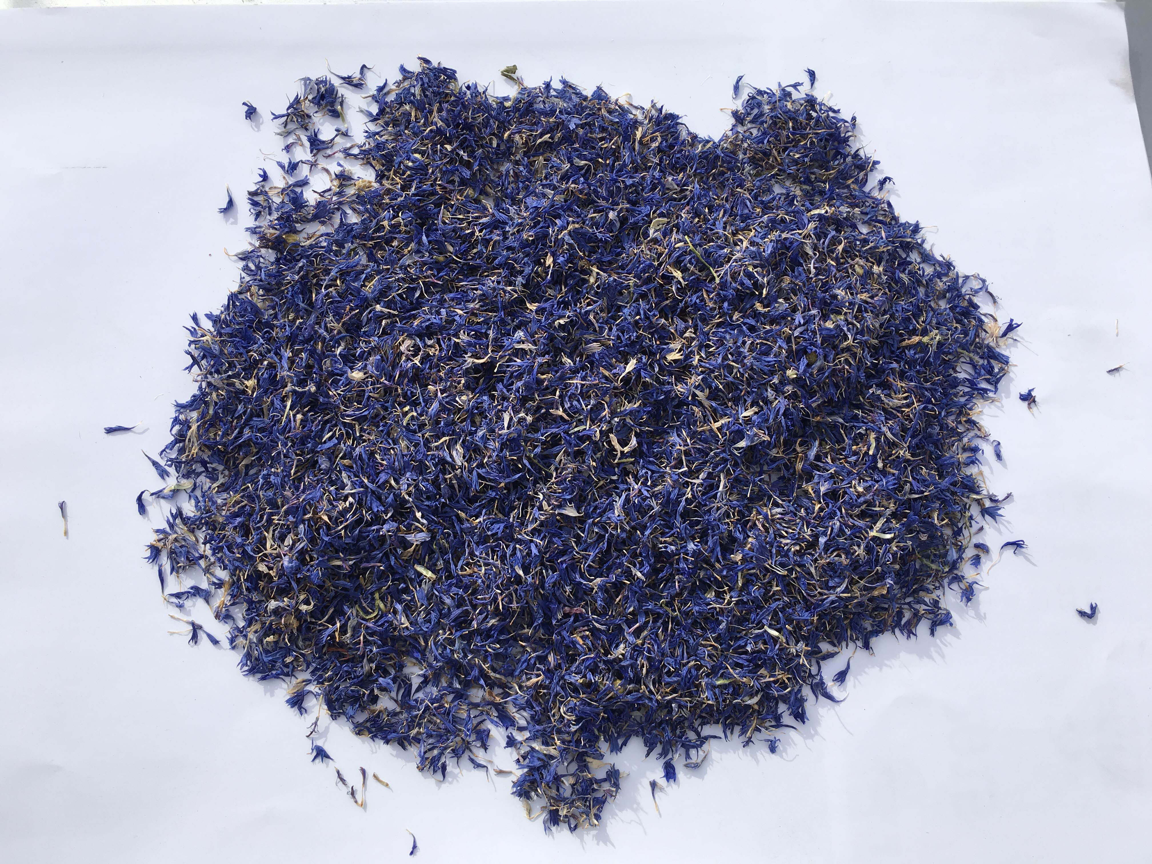 DRIED BLUE CORNFLOWER