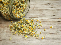 Dried Chamomile Flower