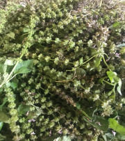 Bessobela - Sacred Basil