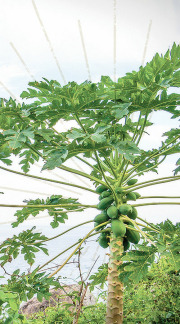 Enzeco Purified Papain RS Concentrate