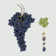 GRAPE SEED EXTRACT Vitis vinifera L