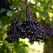 ElderCraft(R) - European Black Elderberry Extract