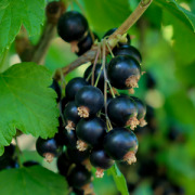 CurrantCraft(R) - European Black Currant Extract