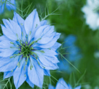 Black Cumin Seed Oil