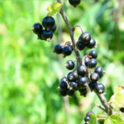Black Currant Oil