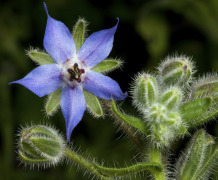 Borage Oil