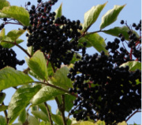 Elderberry Seed Oil