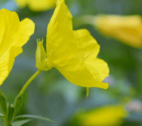 Evening Primrose Oil