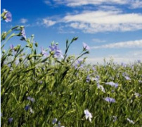Linseed(flax) Oil
