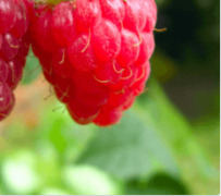 Raspberry Seed Oil