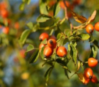 Rosehip Seed Oil