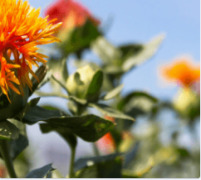 Safflower Oil