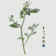 BILBERRY EXTRACT Vaccinium myrtillus L.