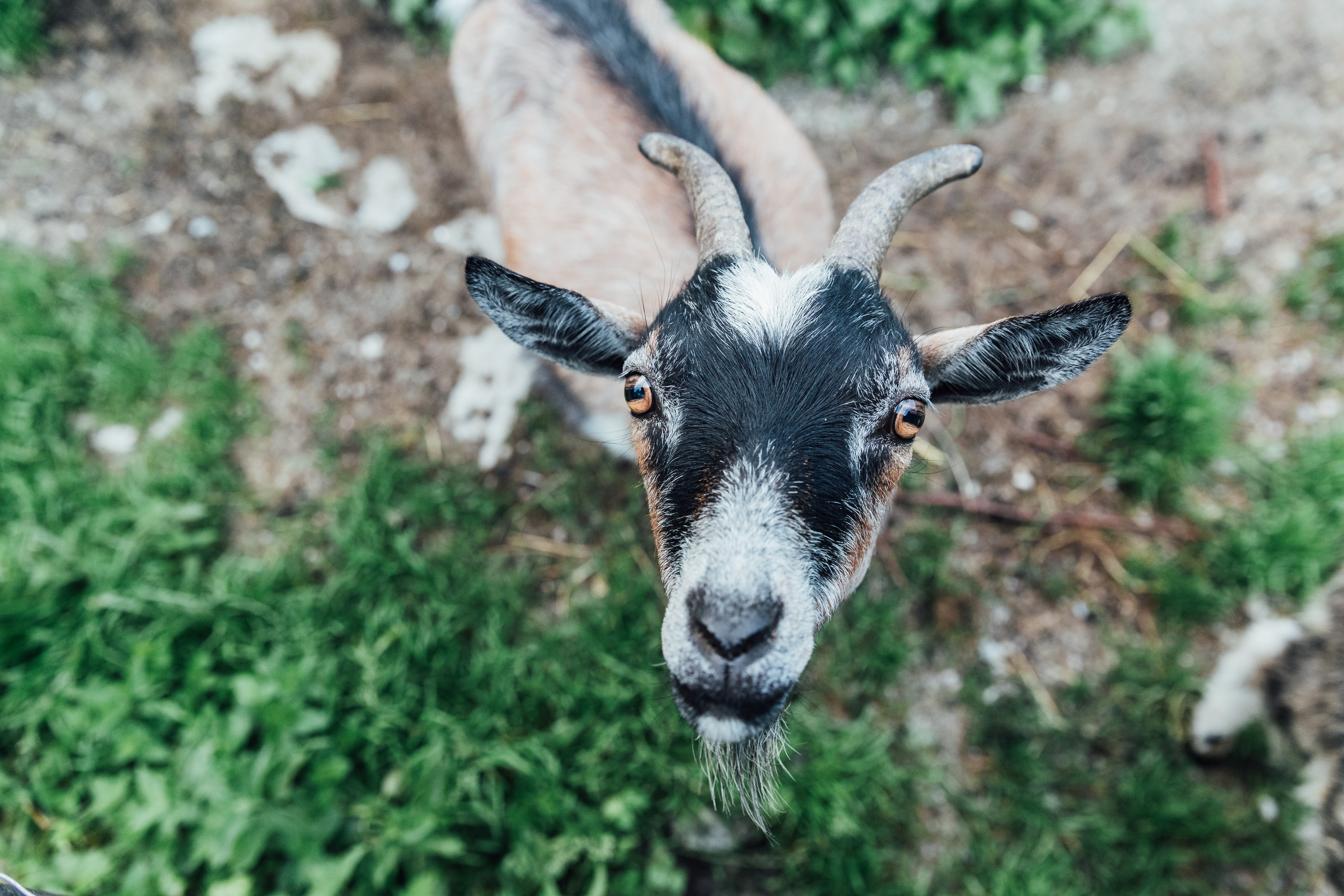 Goat Products Portfolio