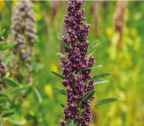 Quinoa. White organic.