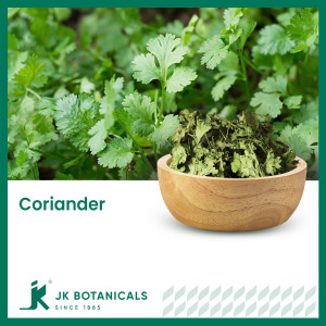 Coriander leaves (Coriandrum Sativum)