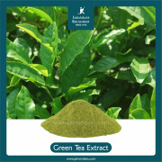 Green Tea Extract
