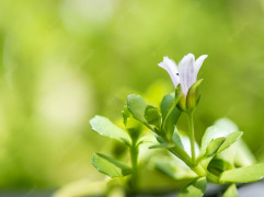 Bacopa Monnieri Extract