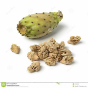 dried prickly pear flowers