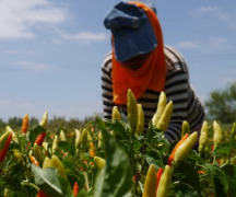 Hot peppers  (mashed, pureed, brined, smoked, dried whole, flakes, powder)