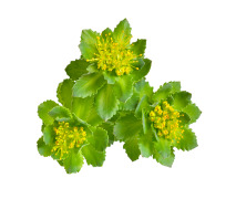 Rhodiola Rosea