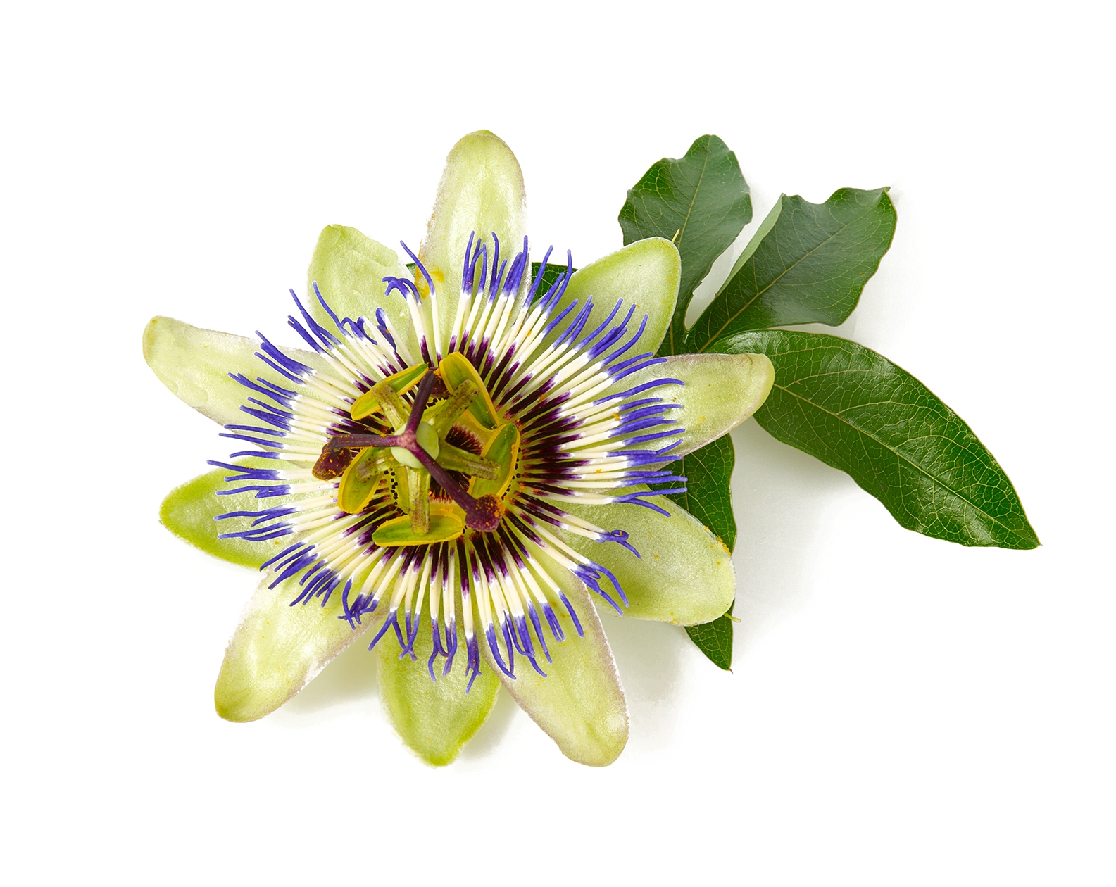 Passion Flower