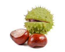 Horse Chestnut