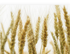 Textured Wheat Protein